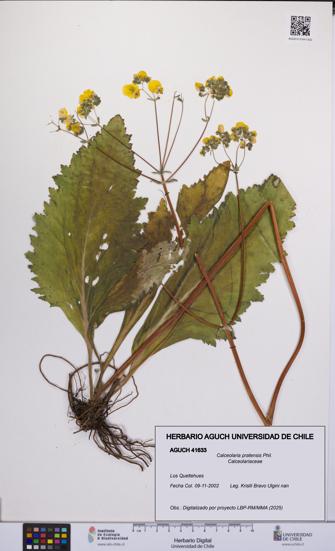 Calceolaria pratensis [Espécimen: UCH:AGUCH:0041633]