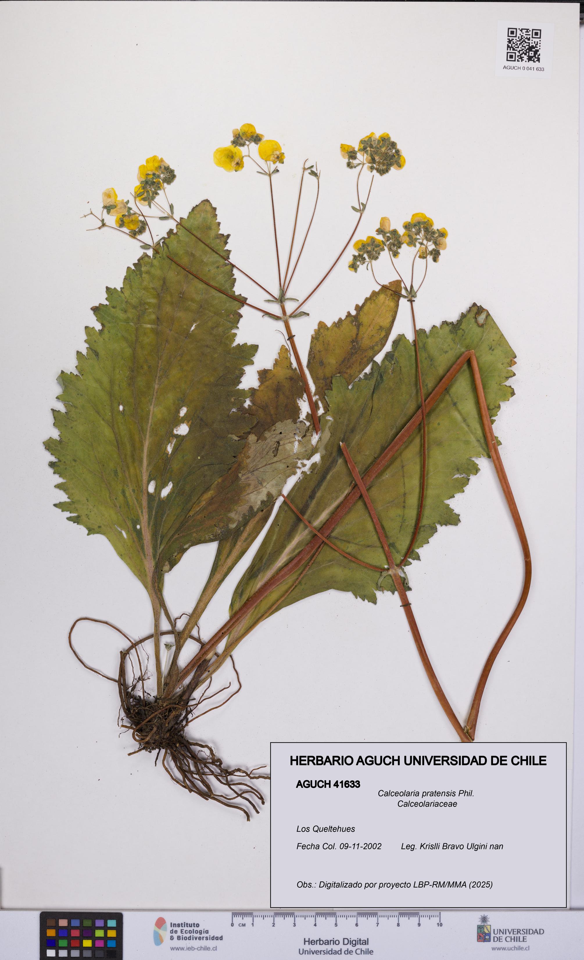Calceolaria pratensis [Espécimen: UCH:AGUCH:0041633]
