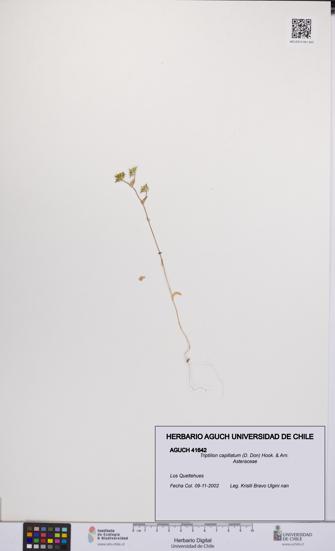 Triptilion capillatum [Espécimen: UCH:AGUCH:0041642]