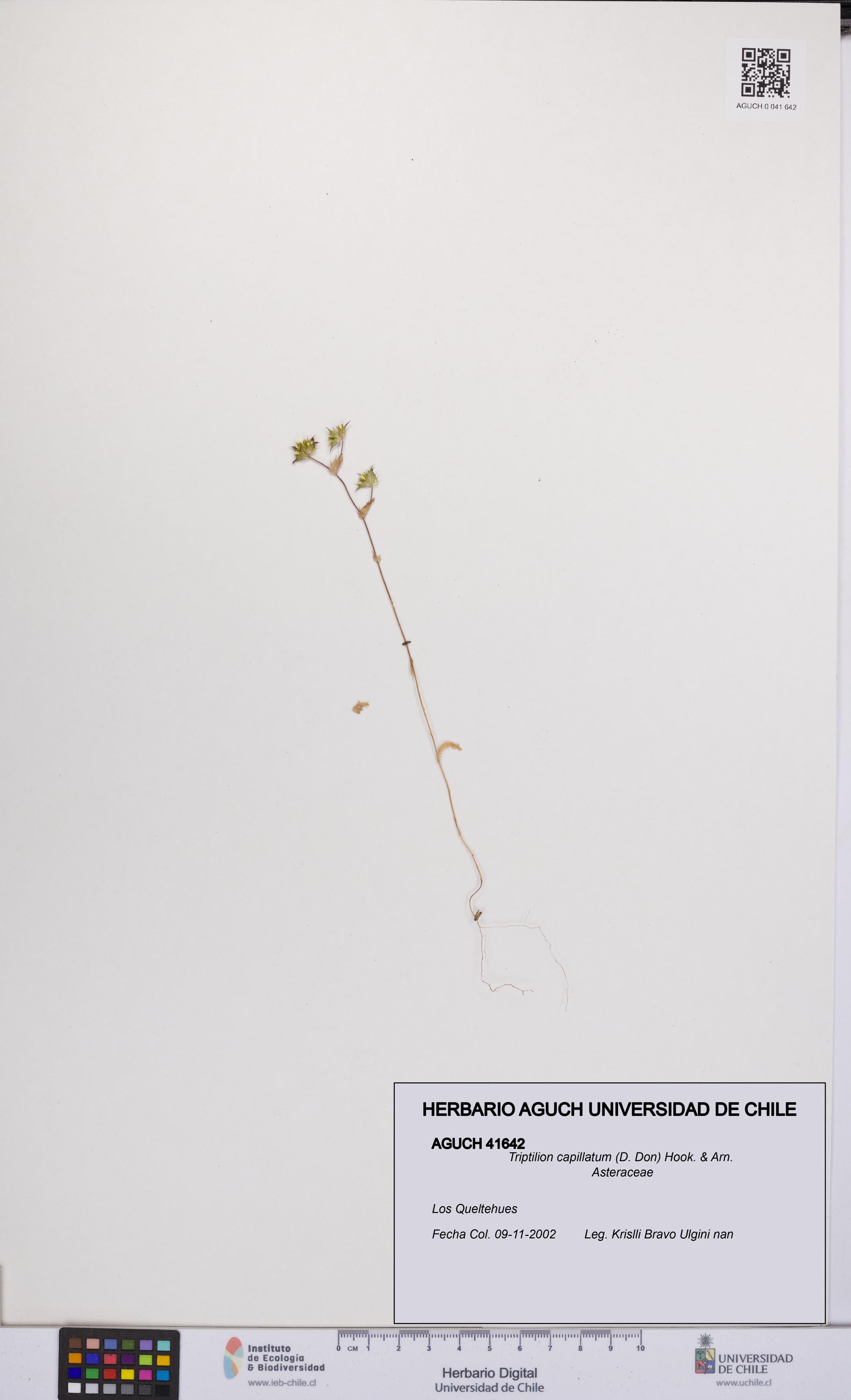 Triptilion capillatum [Espécimen: UCH:AGUCH:0041642]