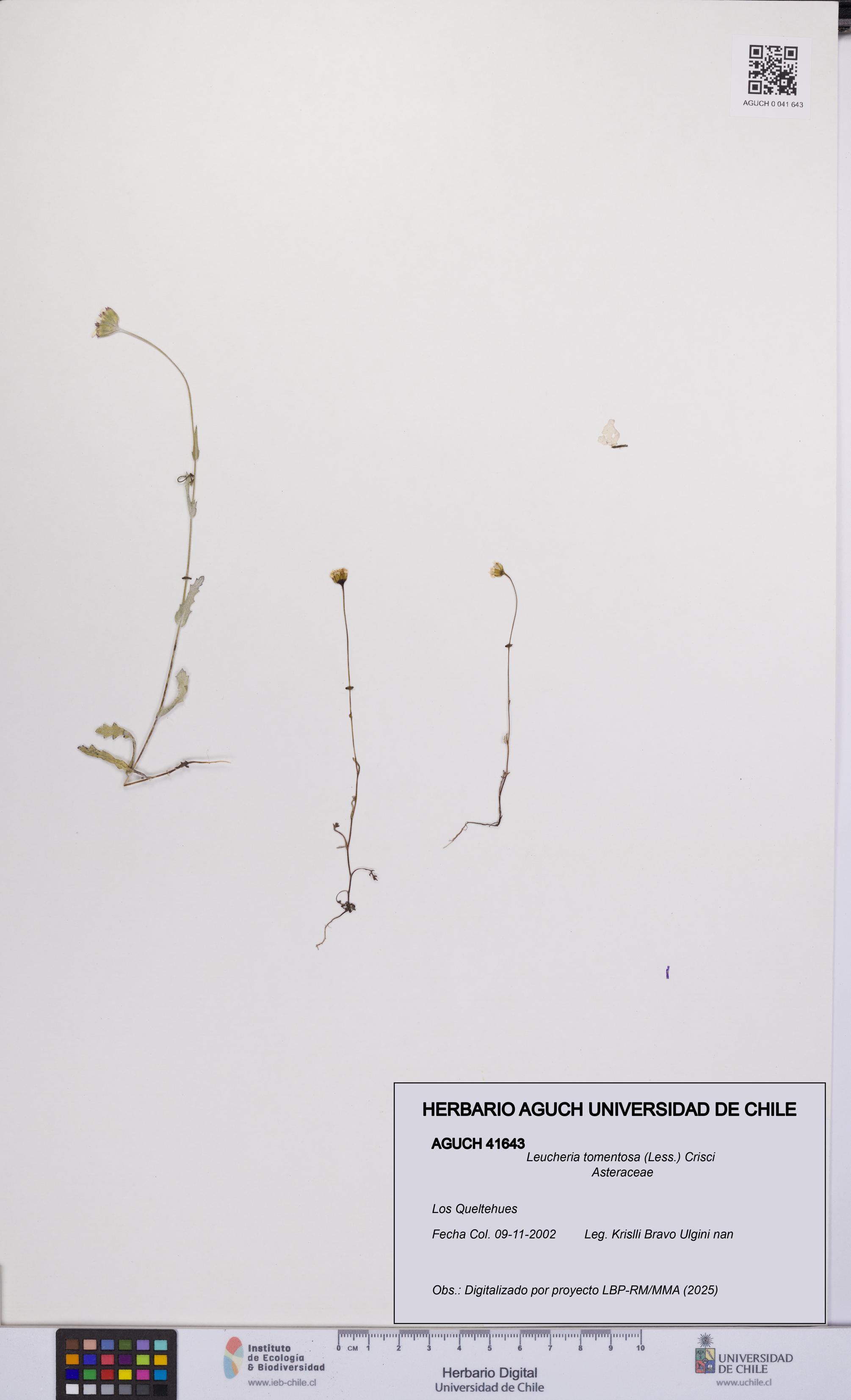 Leucheria tomentosa [Espécimen: UCH:AGUCH:0041643]