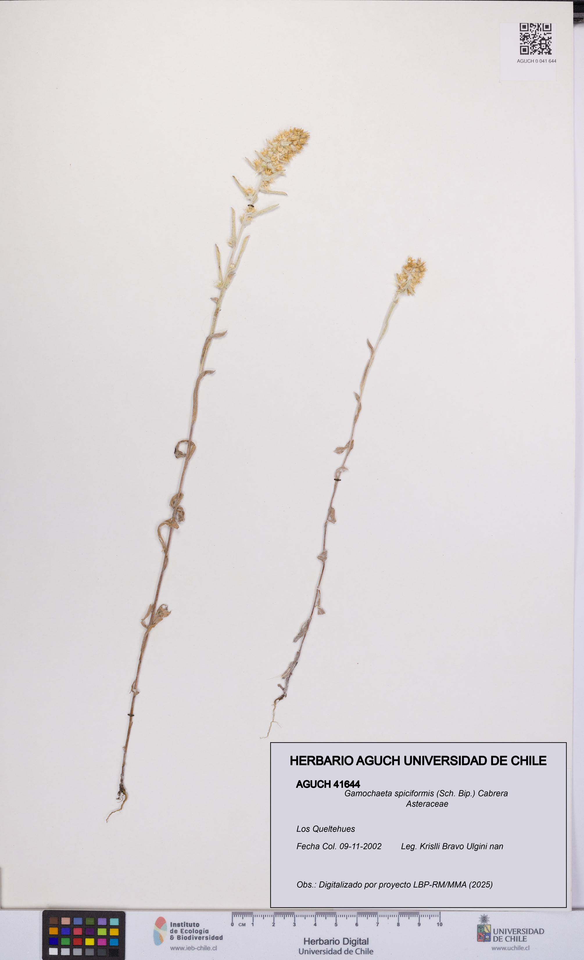 Gamochaeta spiciformis [Espécimen: UCH:AGUCH:0041644]