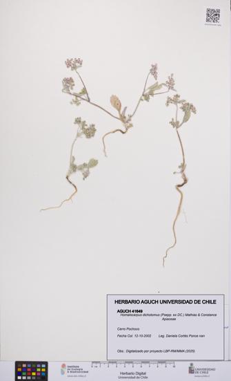 Homalocarpus dichotomus [Espécimen: UCH:AGUCH:0041649]