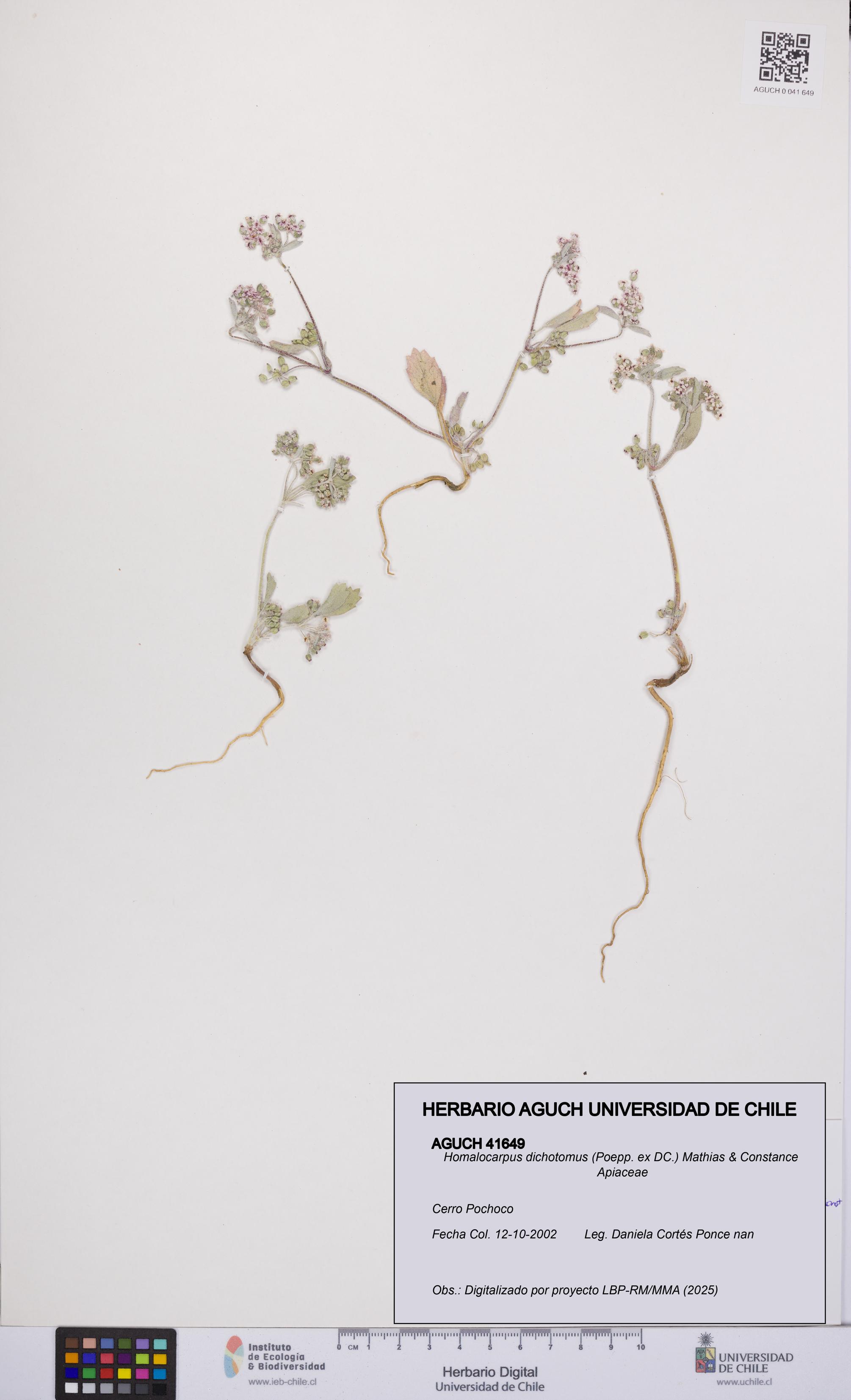 Homalocarpus dichotomus [Espécimen: UCH:AGUCH:0041649]