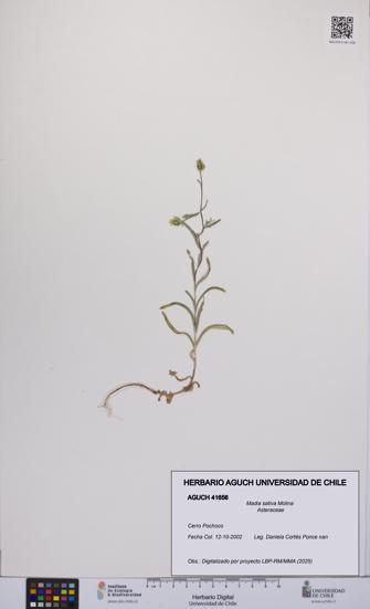 Madia sativa [Espécimen: UCH:AGUCH:0041656]