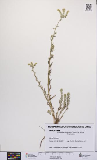 Cryptantha clandestina [Espécimen: UCH:AGUCH:0041658]