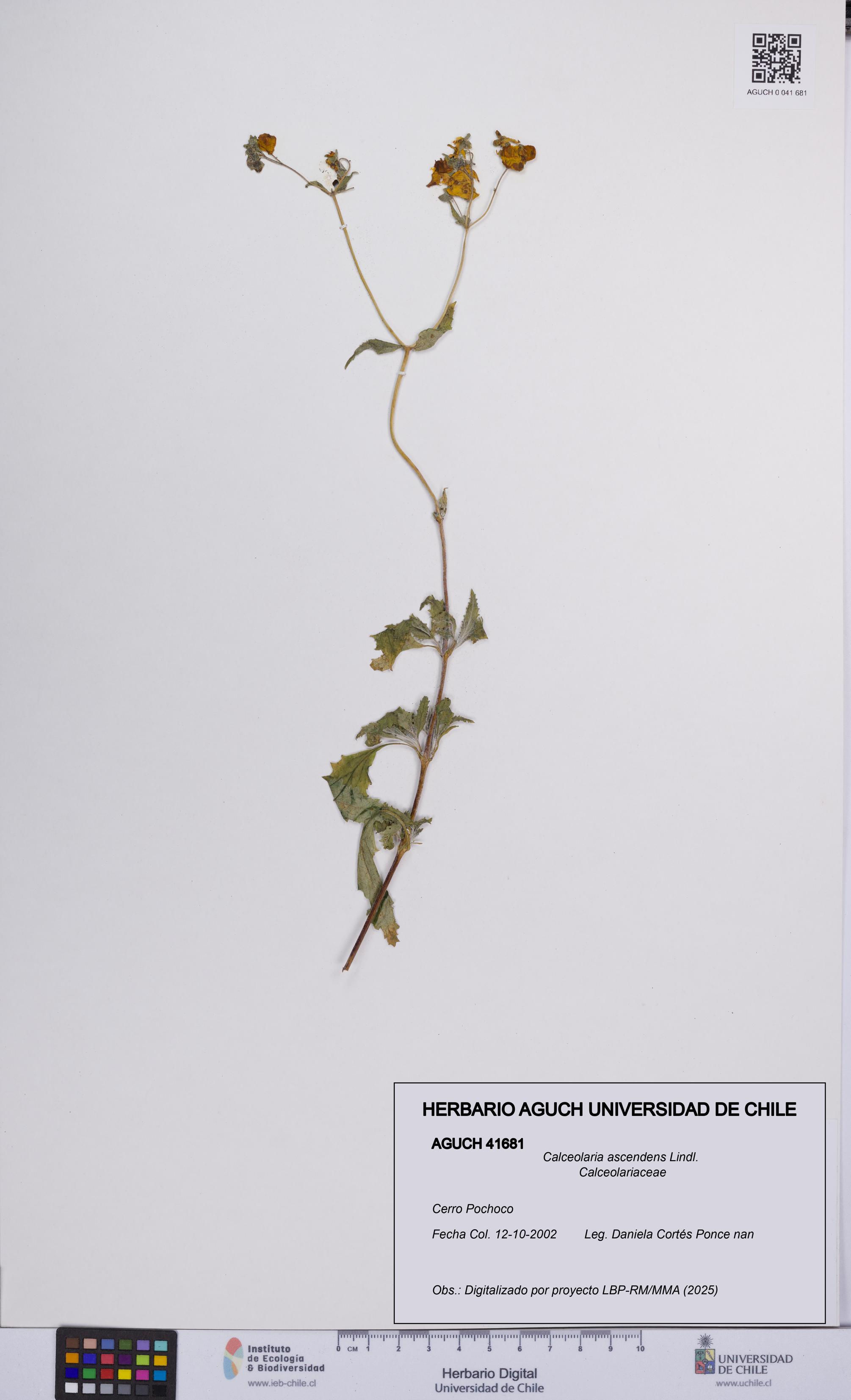 Calceolaria ascendens [Espécimen: UCH:AGUCH:0041681]