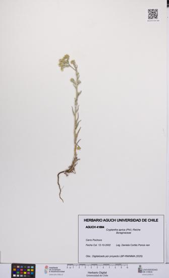 Cryptantha aprica [Espécimen: UCH:AGUCH:0041684]