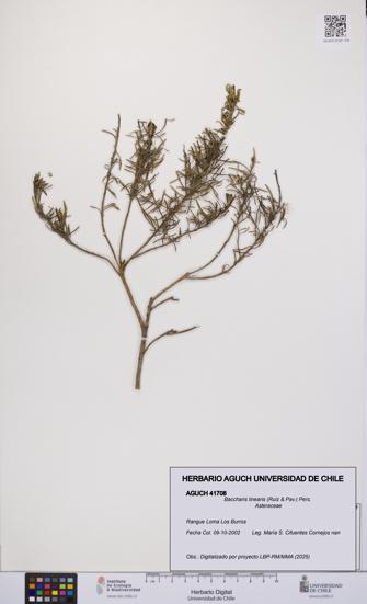 Baccharis linearis [Espécimen: UCH:AGUCH:0041708]