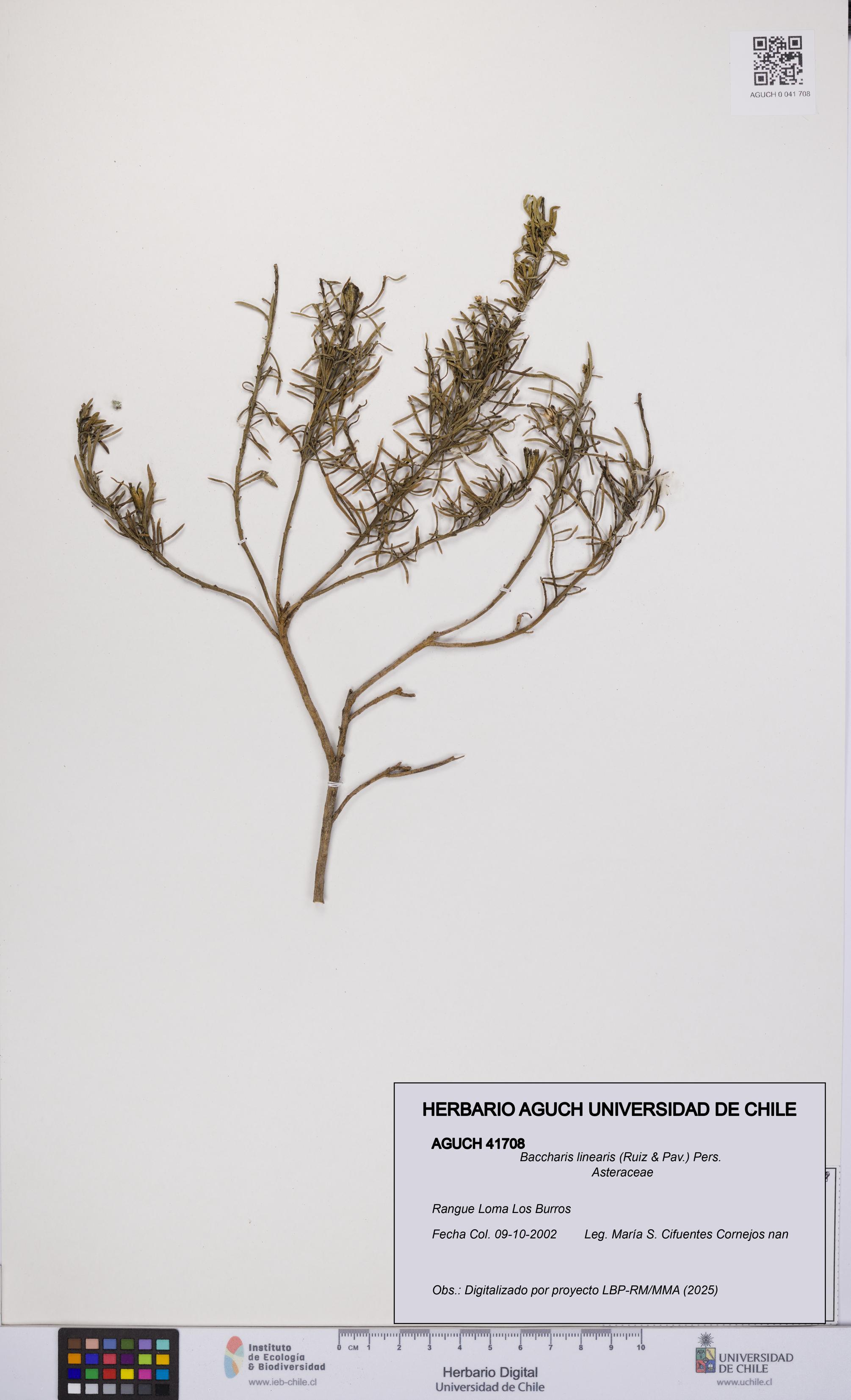 Baccharis linearis [Espécimen: UCH:AGUCH:0041708]
