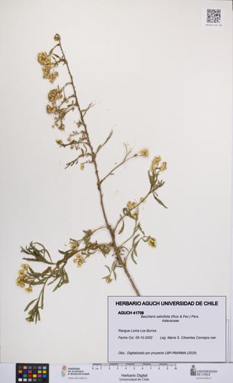 Baccharis salicifolia [Espécimen: UCH:AGUCH:0041709]