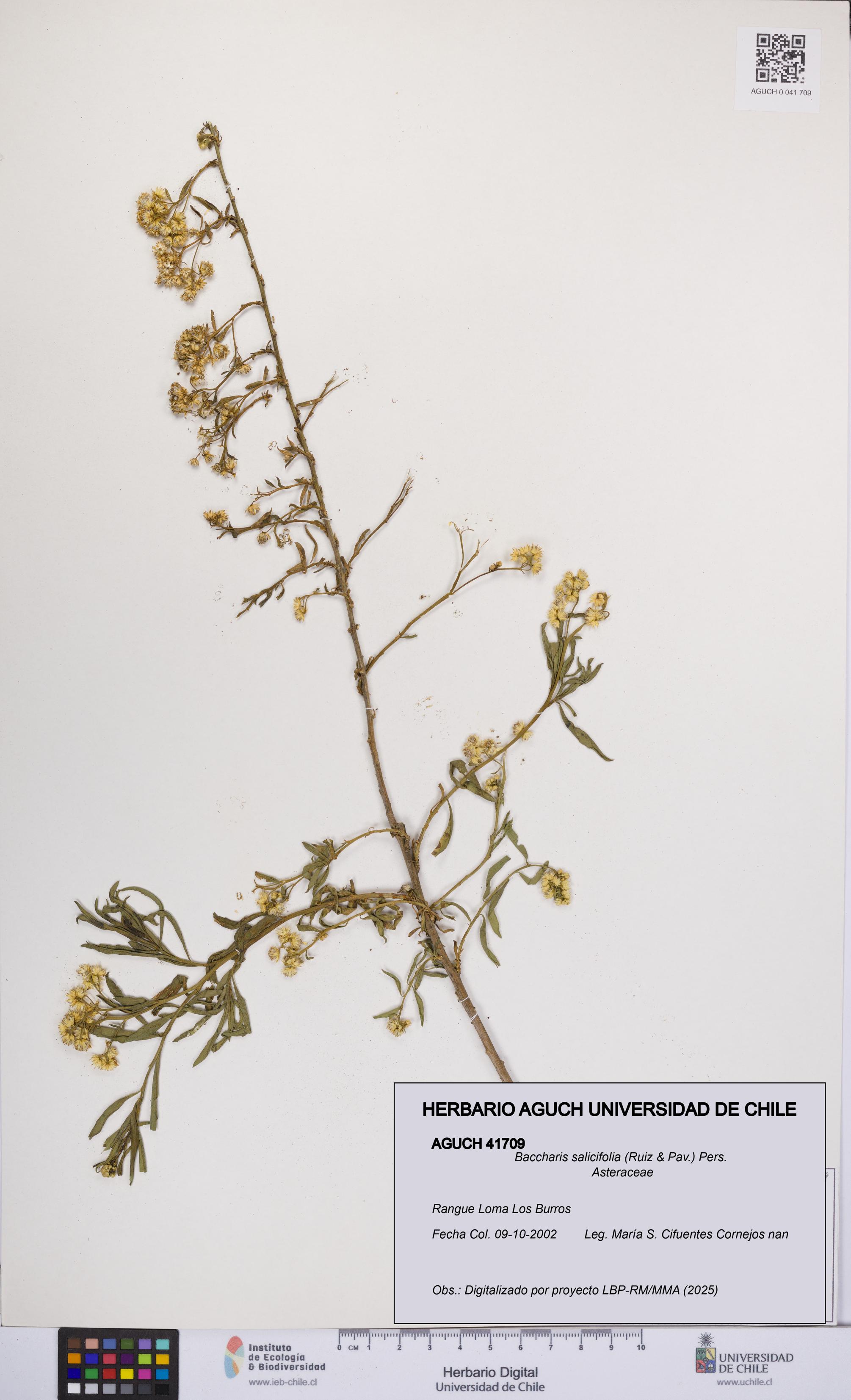 Baccharis salicifolia [Espécimen: UCH:AGUCH:0041709]