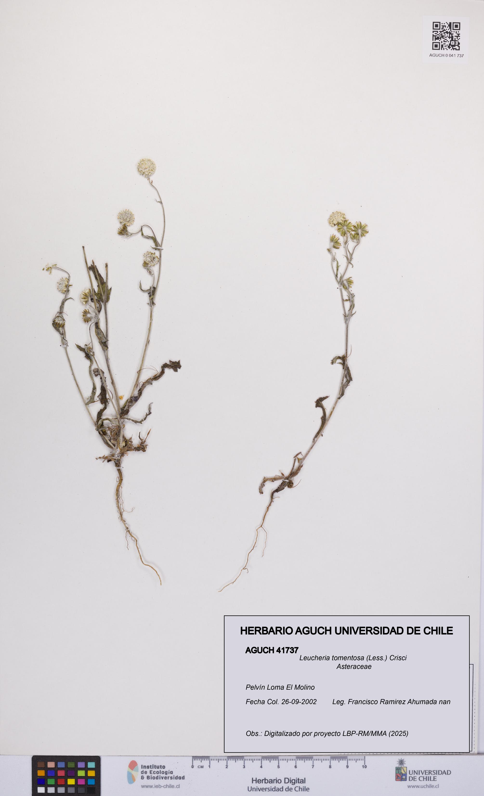 Leucheria tomentosa [Espécimen: UCH:AGUCH:0041737]