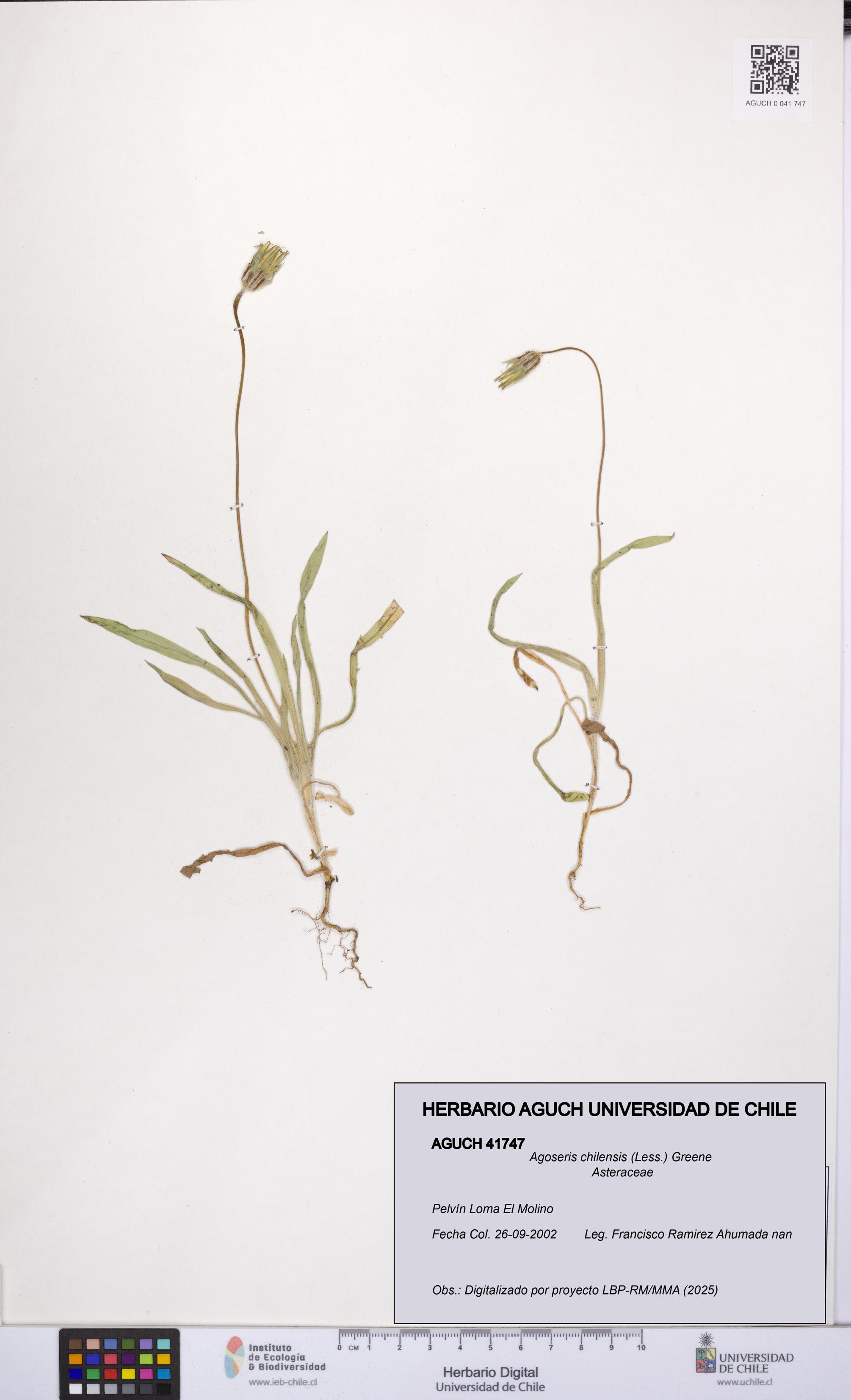 Agoseris chilensis [Espécimen: UCH:AGUCH:0041747]