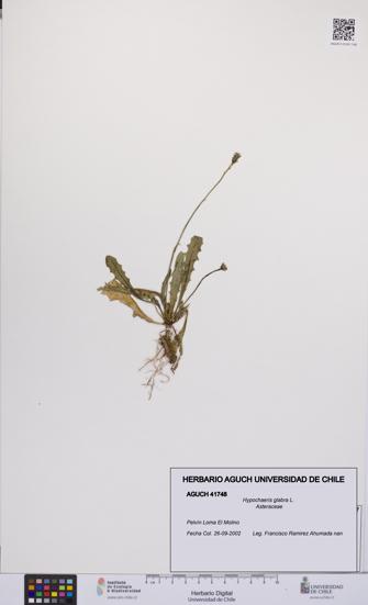 Hypochaeris glabra [Espécimen: UCH:AGUCH:0041748]