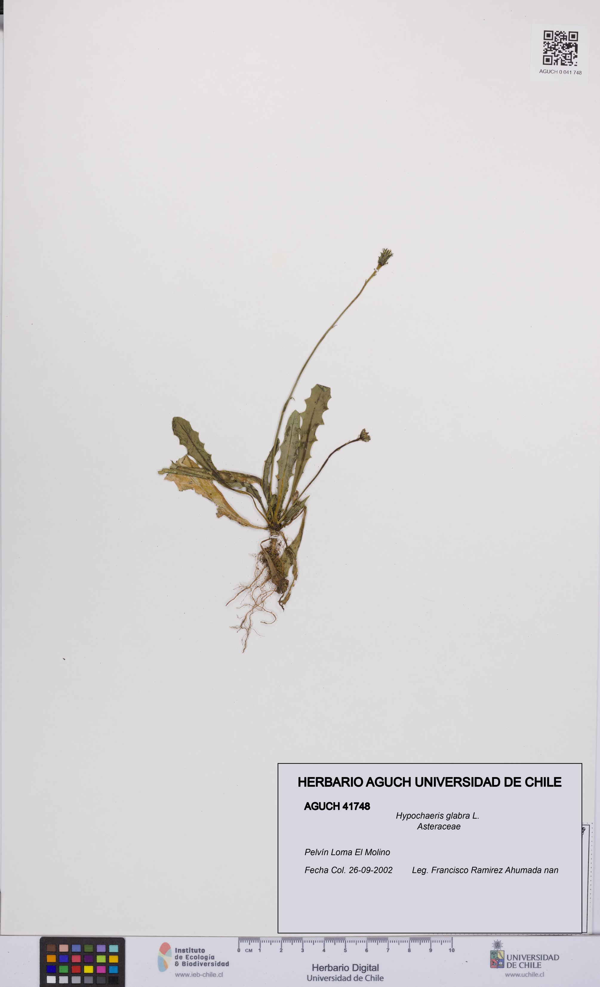 Hypochaeris glabra [Espécimen: UCH:AGUCH:0041748]