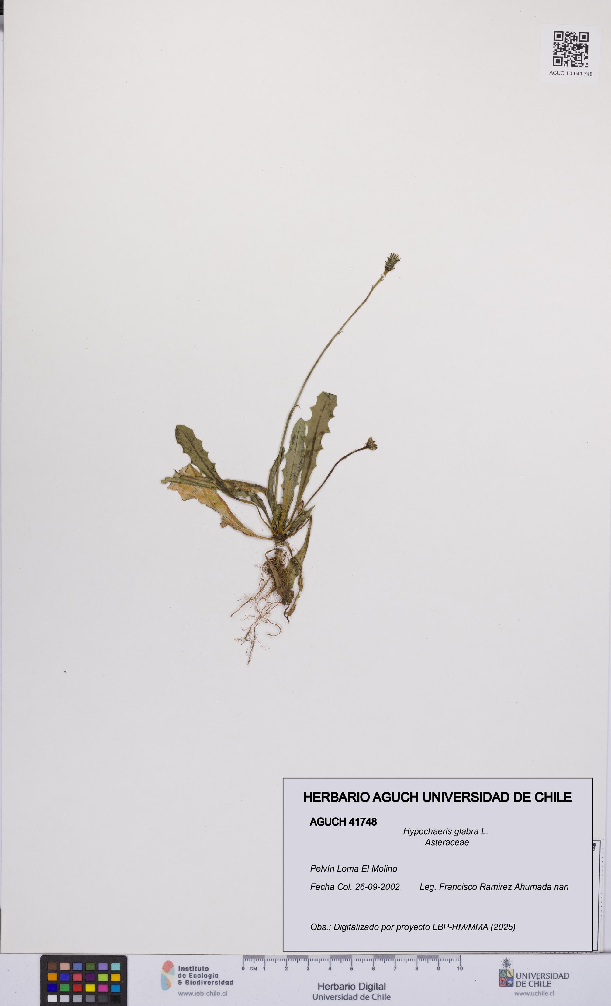 Hypochaeris glabra [Espécimen: UCH:AGUCH:0041748]