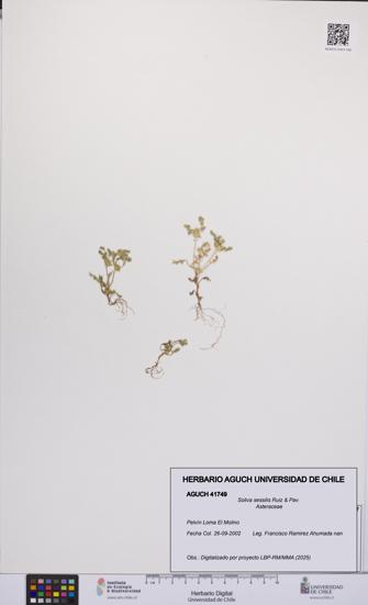 Soliva sessilis [Espécimen: UCH:AGUCH:0041749]
