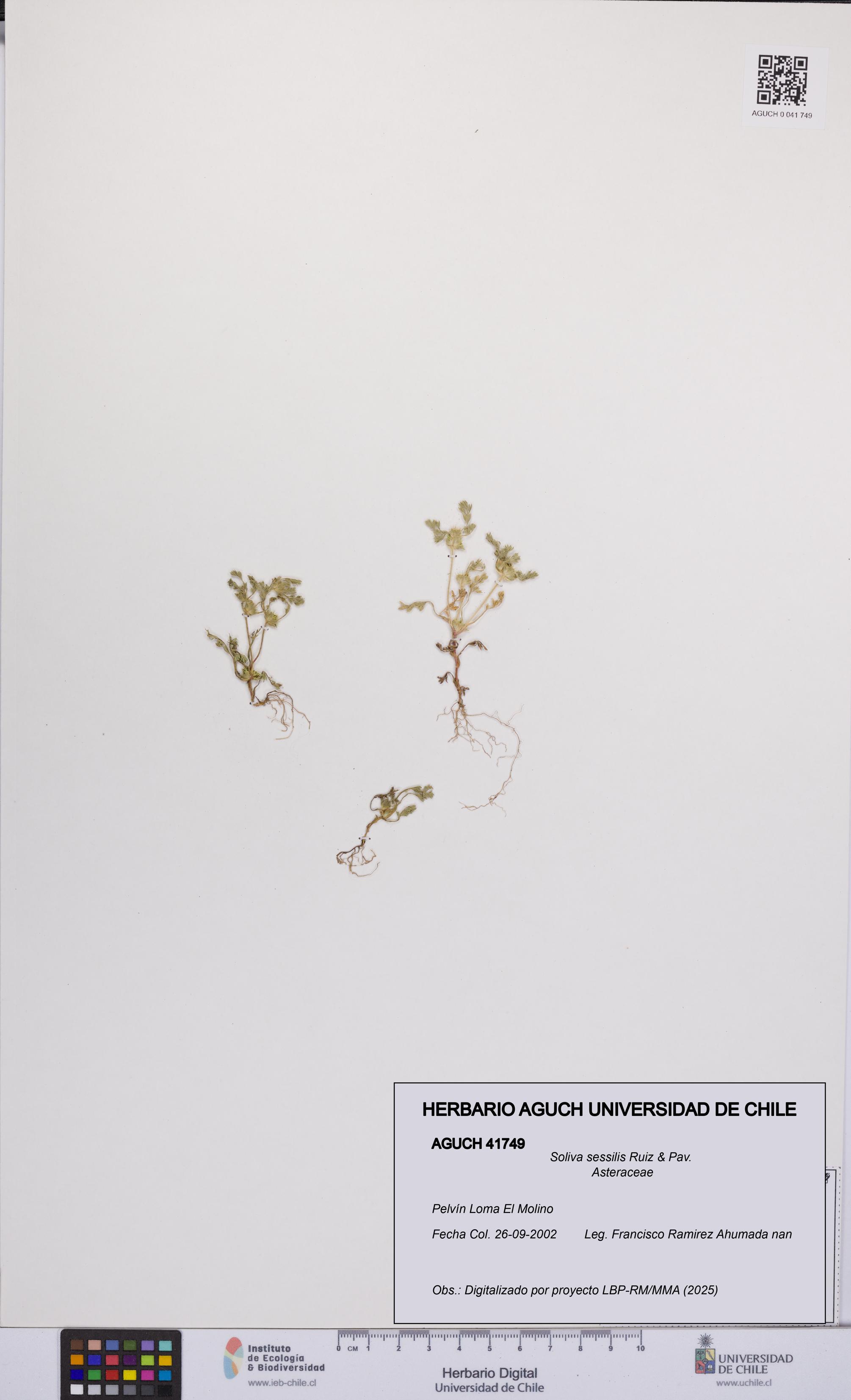 Soliva sessilis [Espécimen: UCH:AGUCH:0041749]