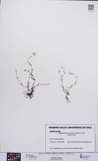 Plagiobothrys procumbens [Espécimen: UCH:AGUCH:0041750]