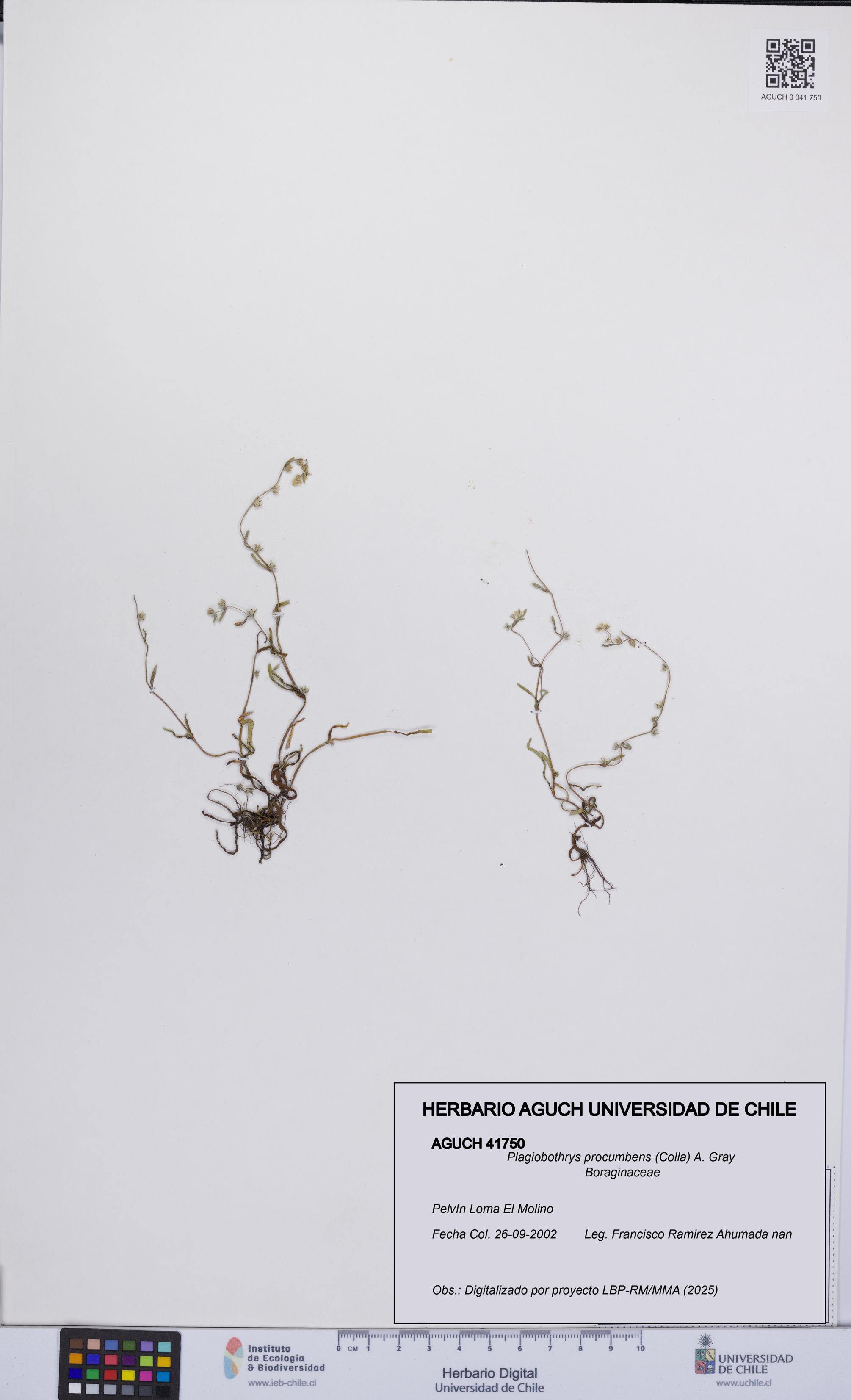 Plagiobothrys procumbens [Espécimen: UCH:AGUCH:0041750]