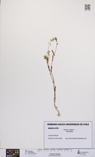 Senecio vulgaris [Espécimen: UCH:AGUCH:0041761]