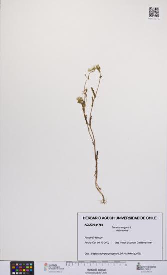 Senecio vulgaris [Espécimen: UCH:AGUCH:0041761]