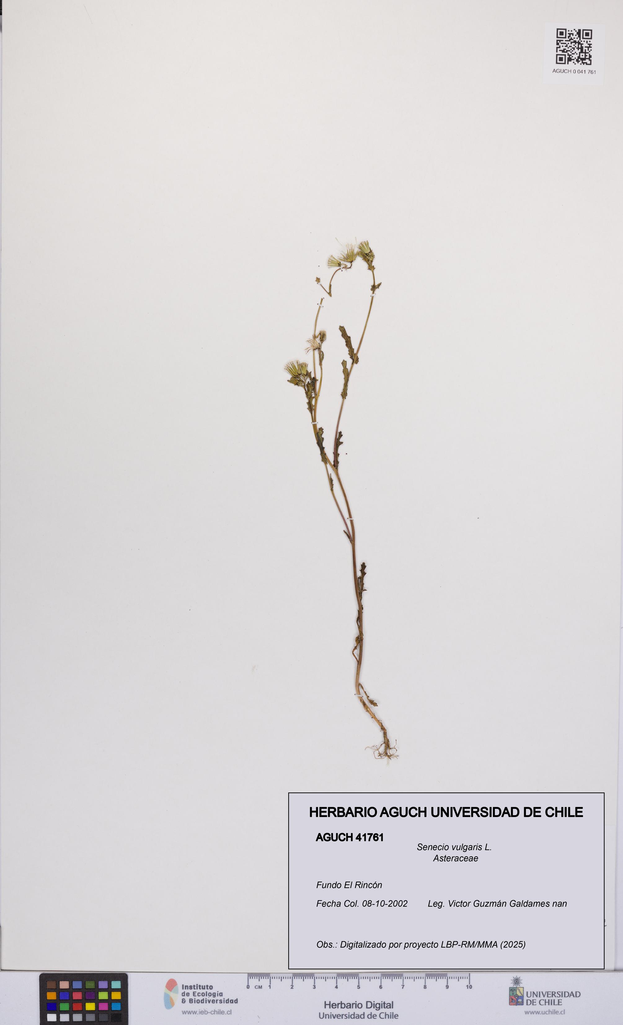 Senecio vulgaris [Espécimen: UCH:AGUCH:0041761]