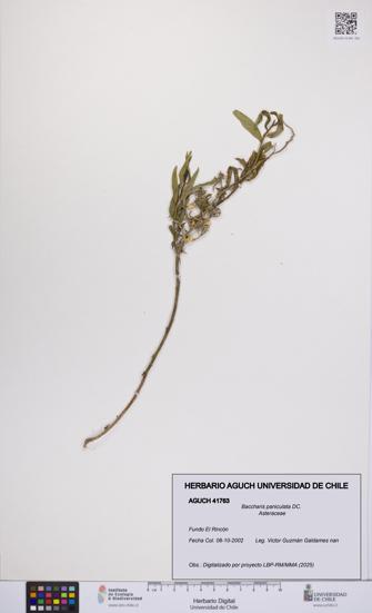 Baccharis paniculata [Espécimen: UCH:AGUCH:0041763]