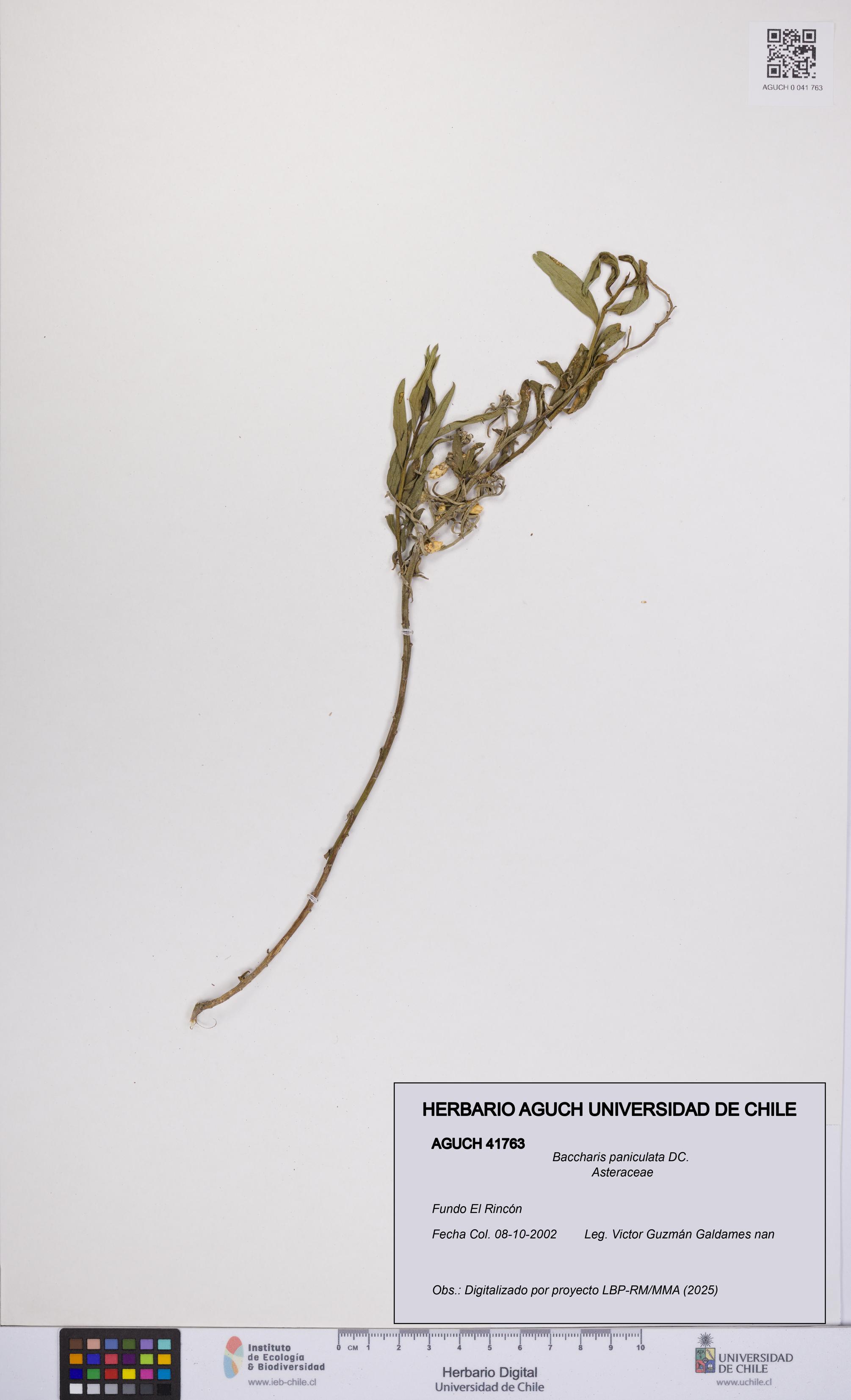 Baccharis paniculata [Espécimen: UCH:AGUCH:0041763]