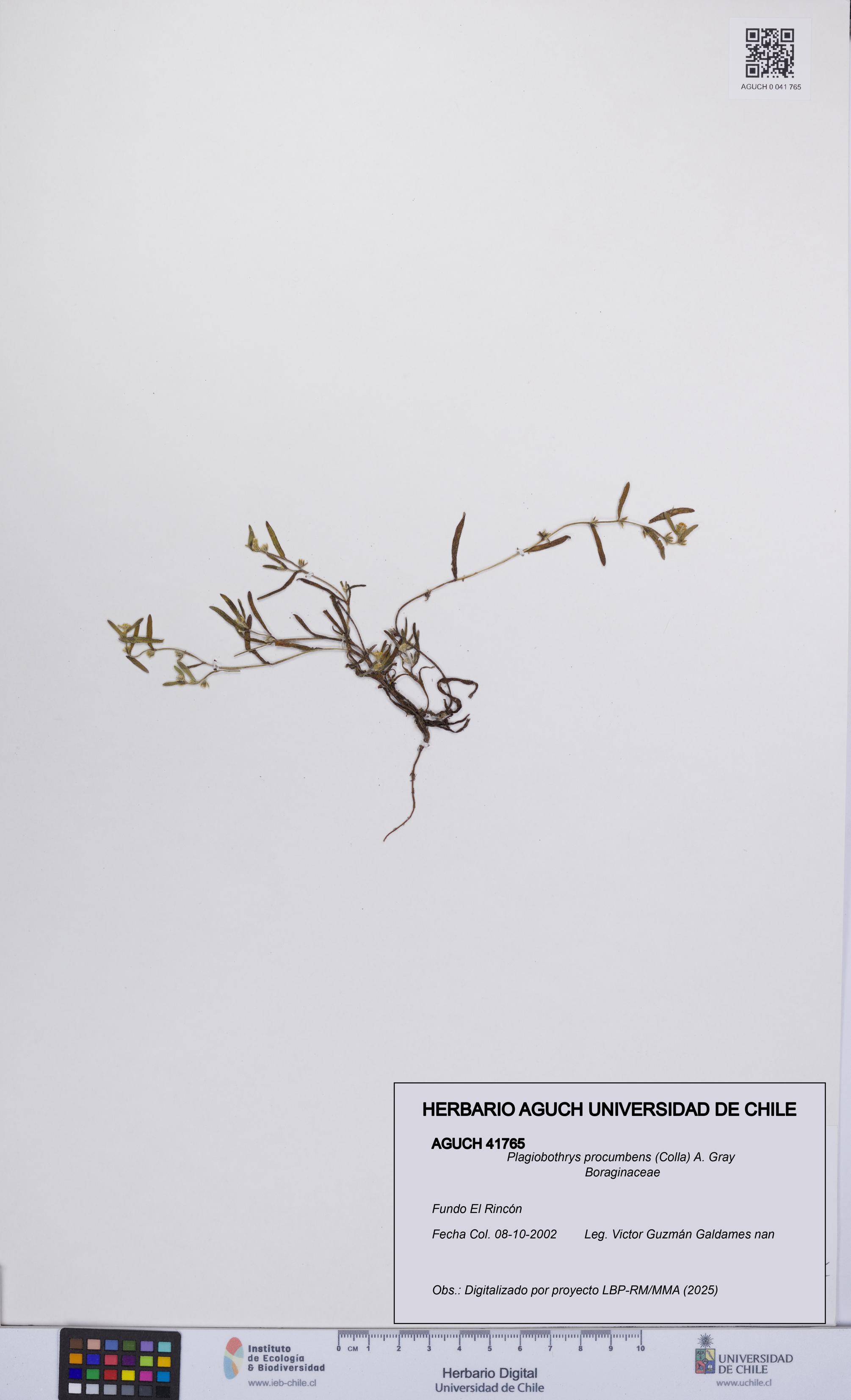 Plagiobothrys procumbens [Espécimen: UCH:AGUCH:0041765]