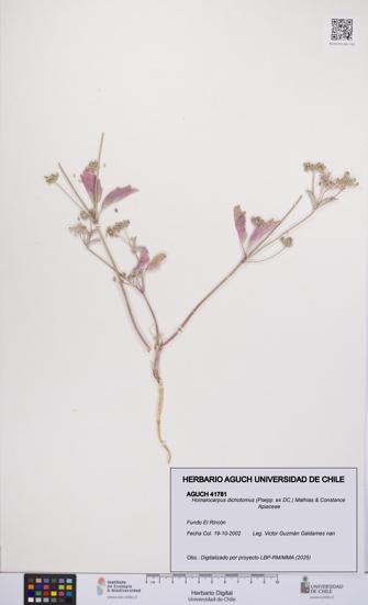 Homalocarpus dichotomus [Espécimen: UCH:AGUCH:0041781]