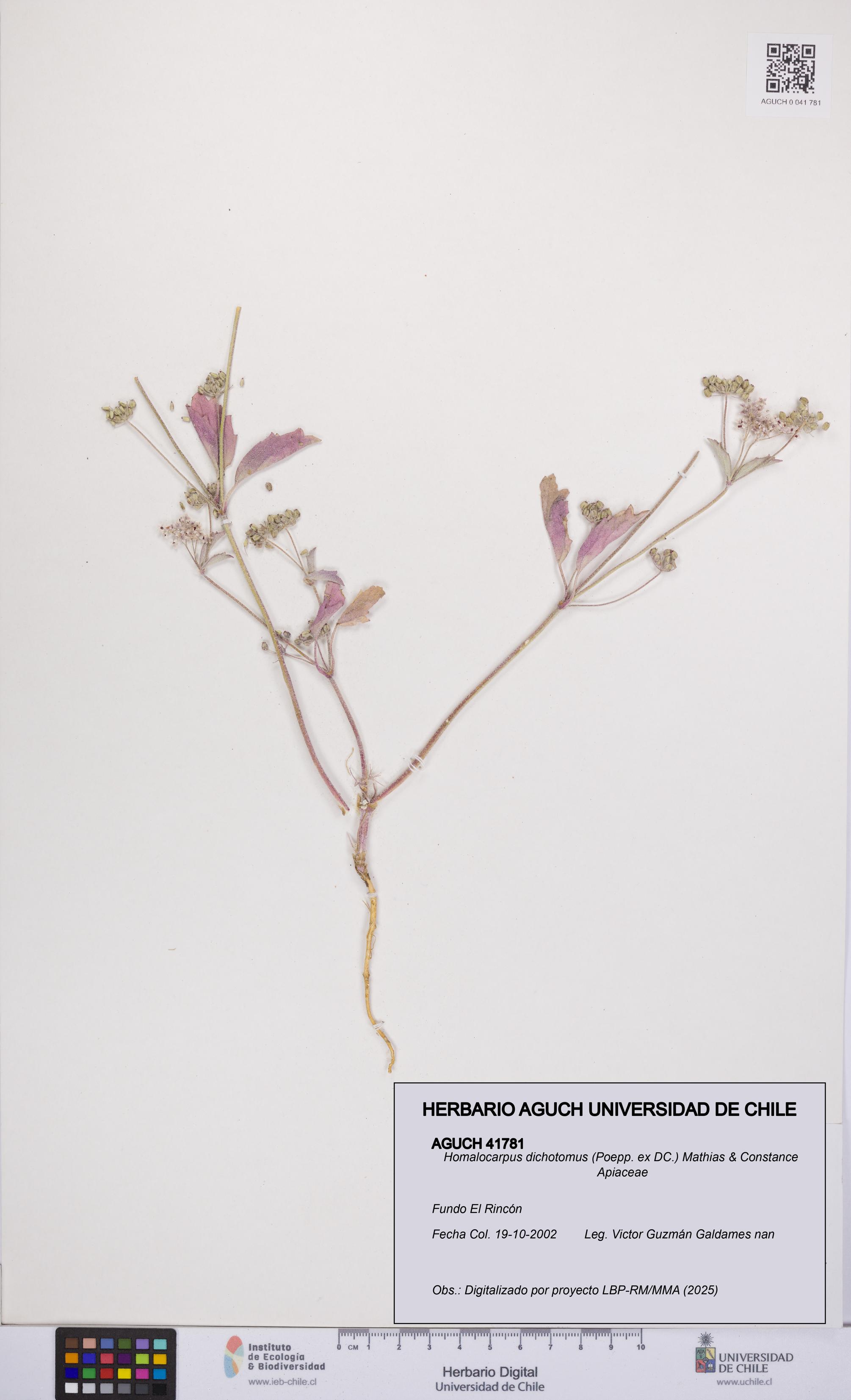 Homalocarpus dichotomus [Espécimen: UCH:AGUCH:0041781]