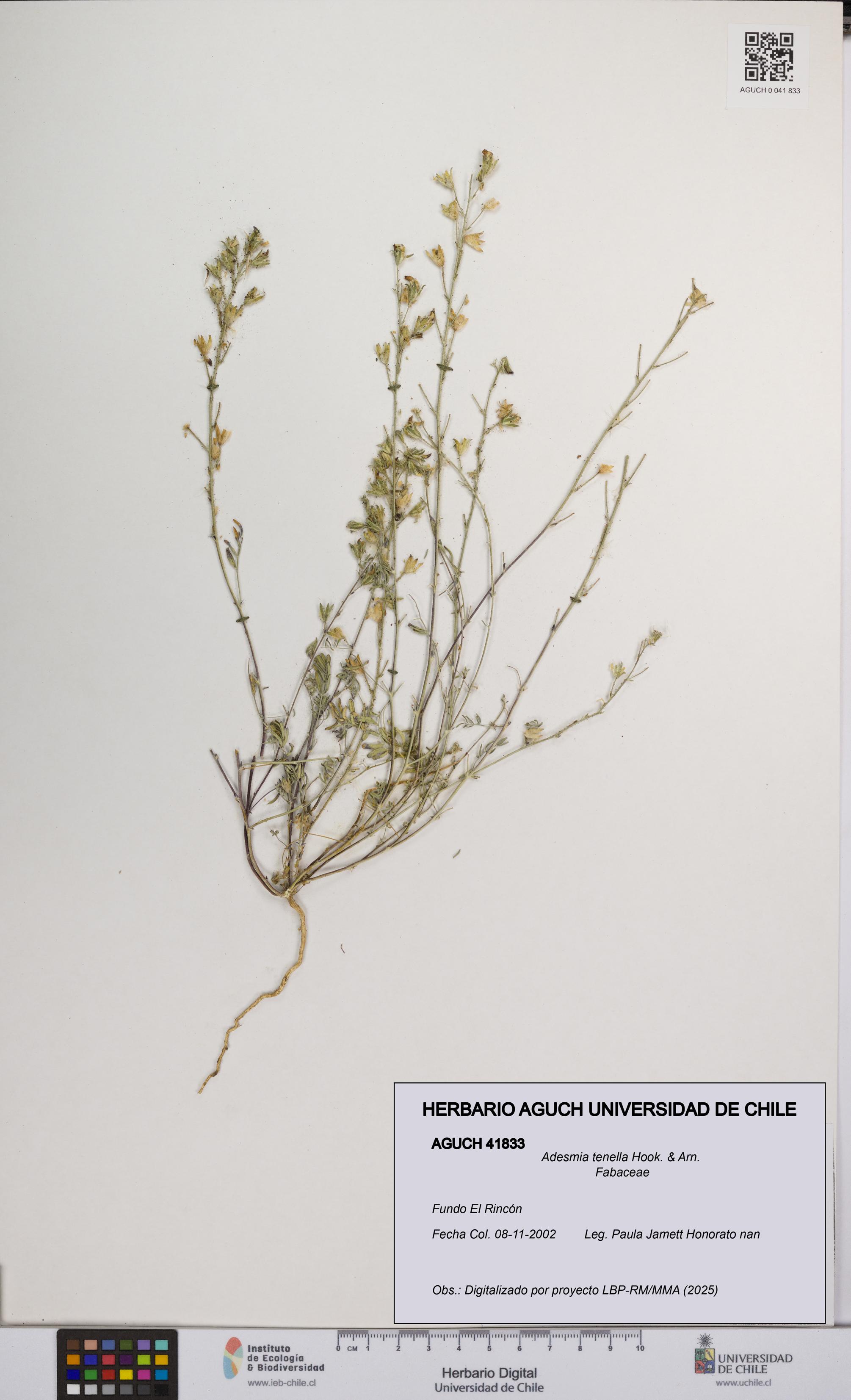Adesmia tenella [Espécimen: UCH:AGUCH:0041833]