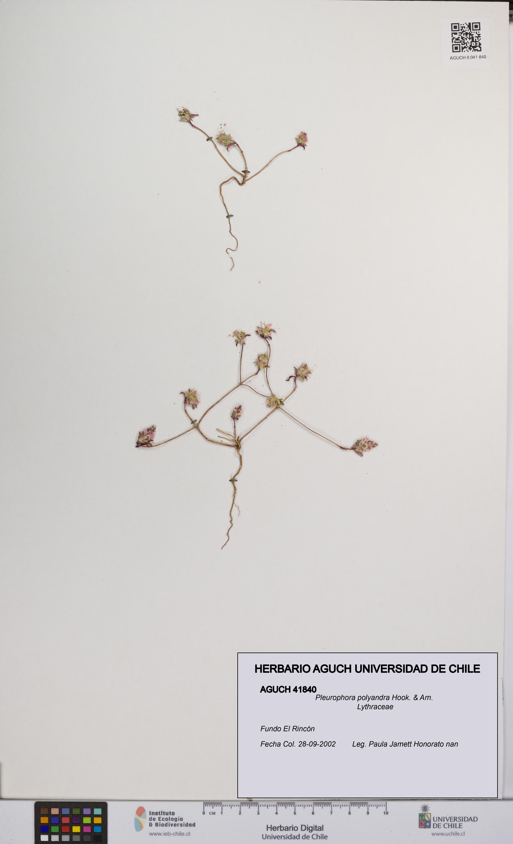 Pleurophora polyandra [Espécimen: UCH:AGUCH:0041840]