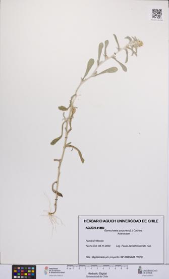 Gamochaeta purpurea [Espécimen: UCH:AGUCH:0041850]