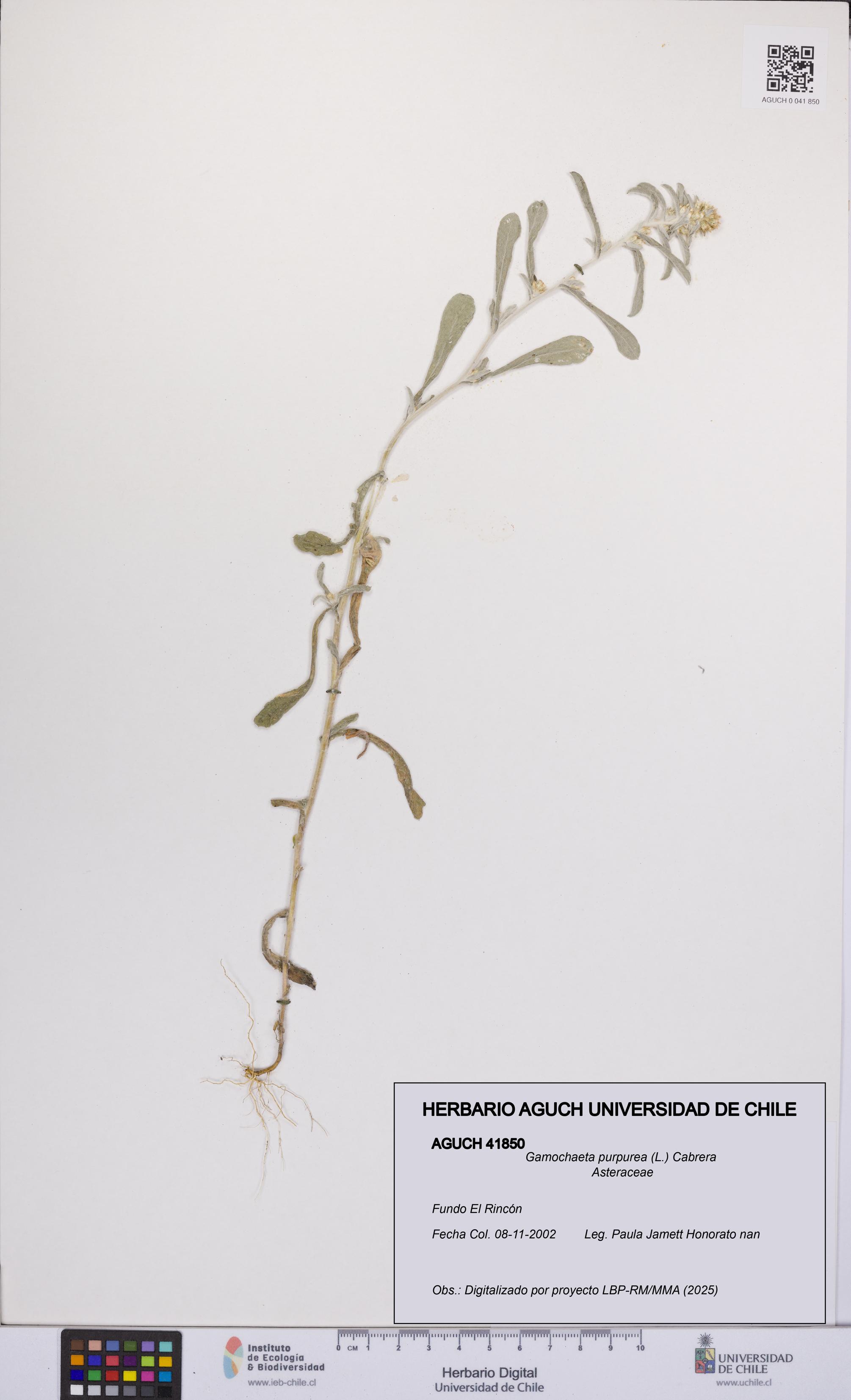 Gamochaeta purpurea [Espécimen: UCH:AGUCH:0041850]
