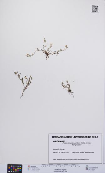 Plagiobothrys procumbens [Espécimen: UCH:AGUCH:0041857]