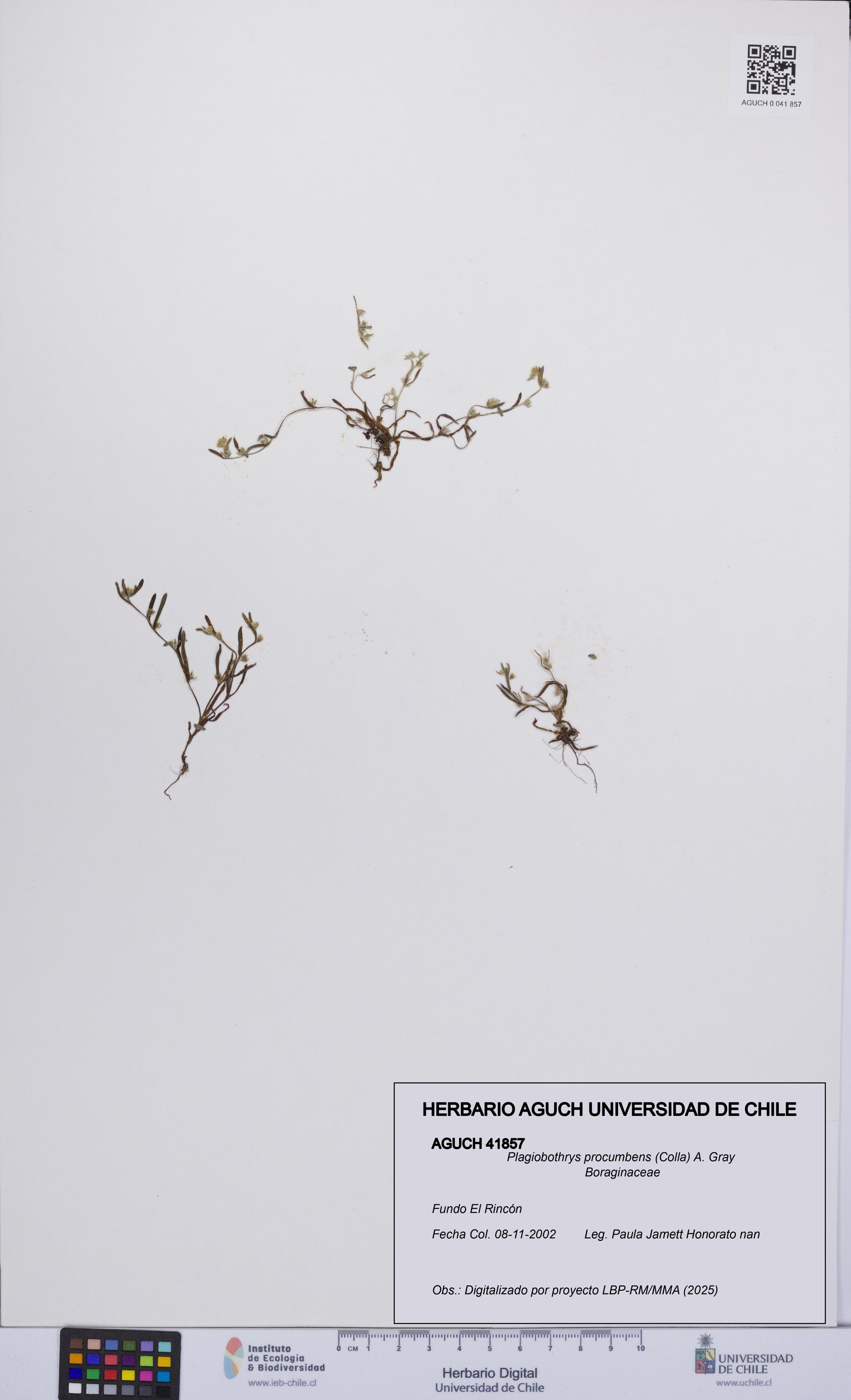 Plagiobothrys procumbens [Espécimen: UCH:AGUCH:0041857]