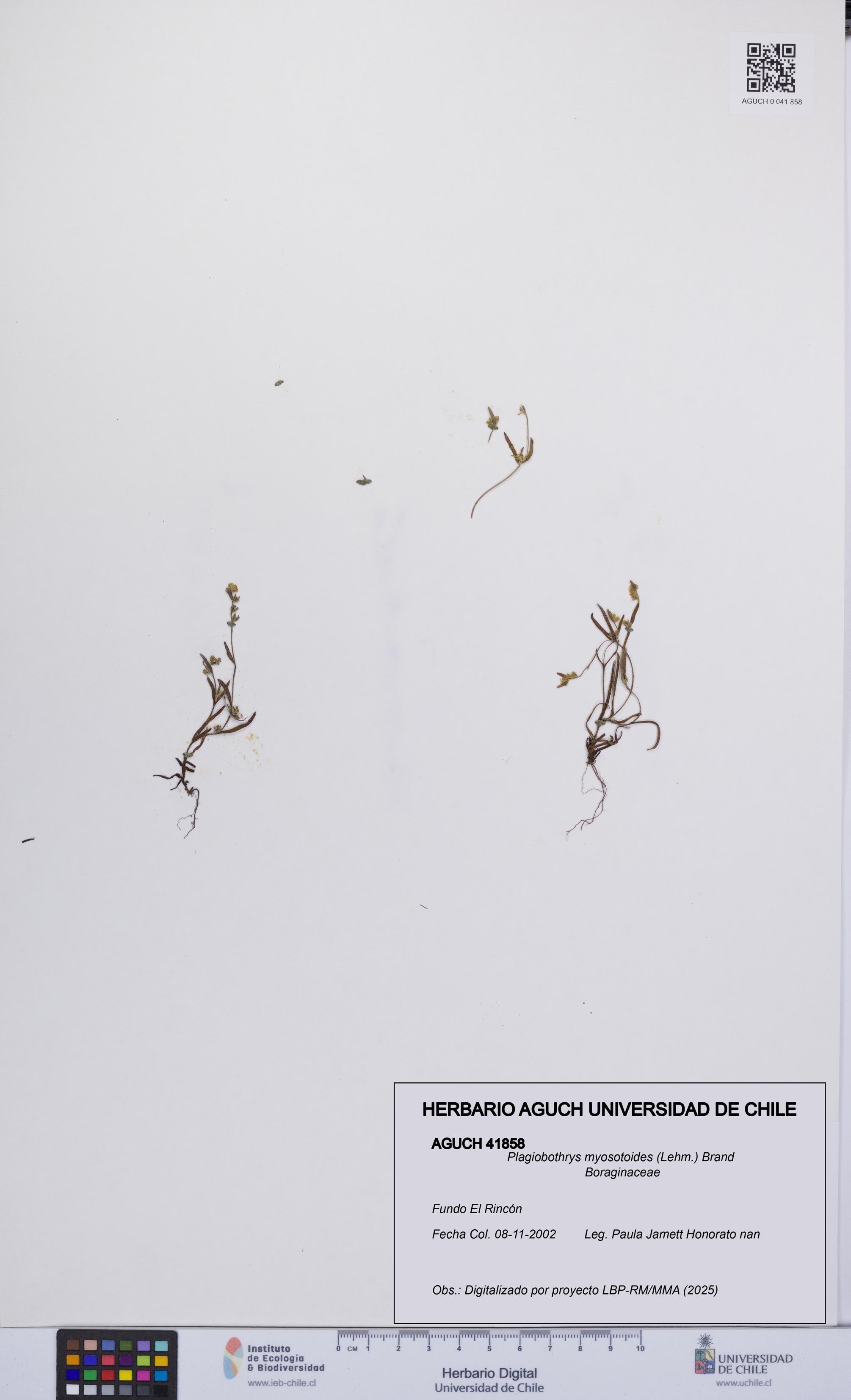 Plagiobothrys myosotoides [Espécimen: UCH:AGUCH:0041858]