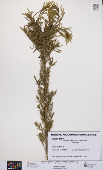 Baccharis linearis [Espécimen: UCH:AGUCH:0041870]