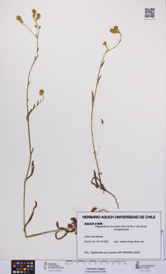 Plagiobothrys muricatus [Espécimen: ]