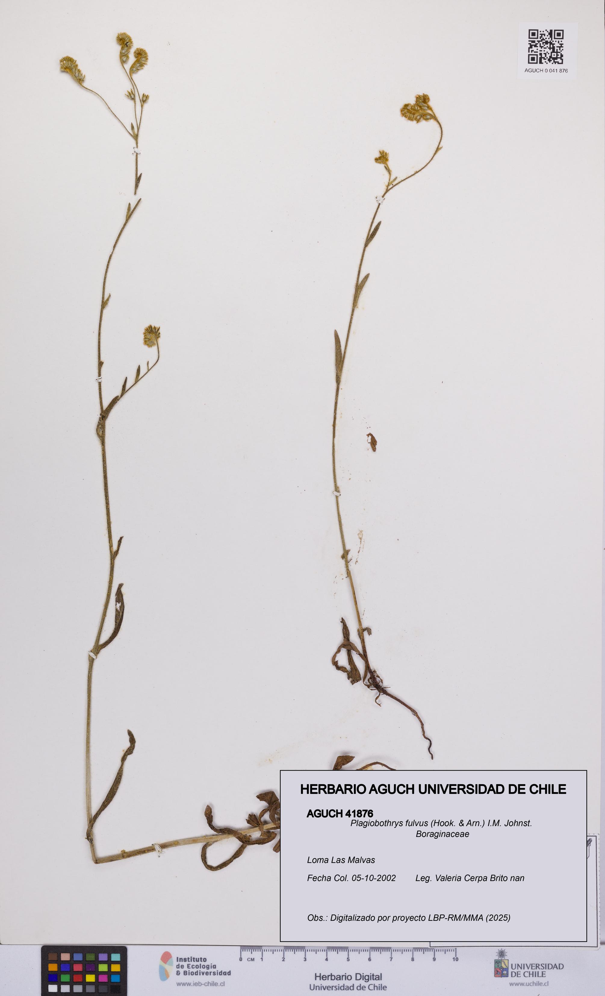 Plagiobothrys fulvus [Espécimen: UCH:AGUCH:0041876]