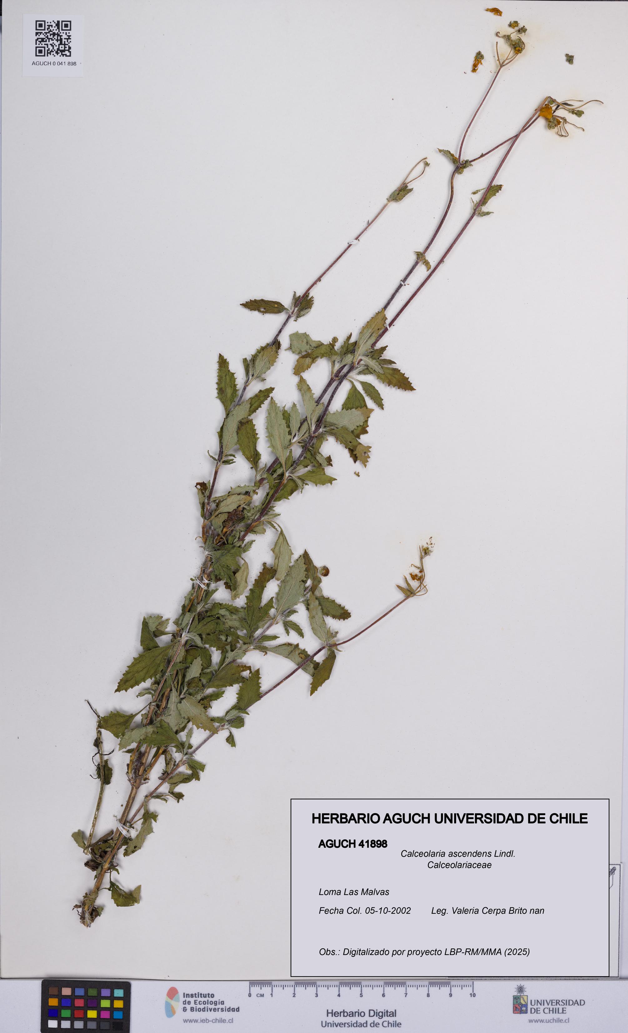 Calceolaria ascendens [Espécimen: UCH:AGUCH:0041898]