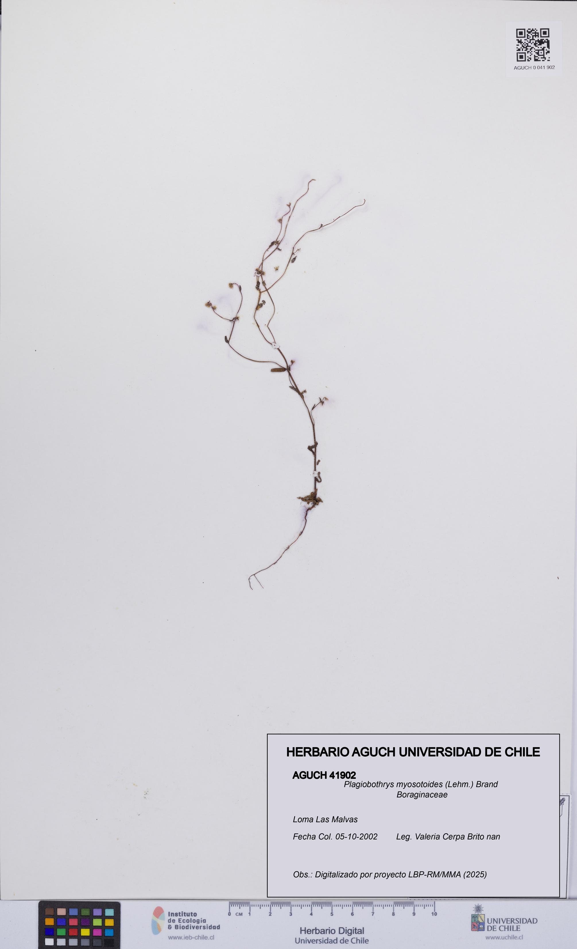 Plagiobothrys myosotoides [Espécimen: UCH:AGUCH:0041902]