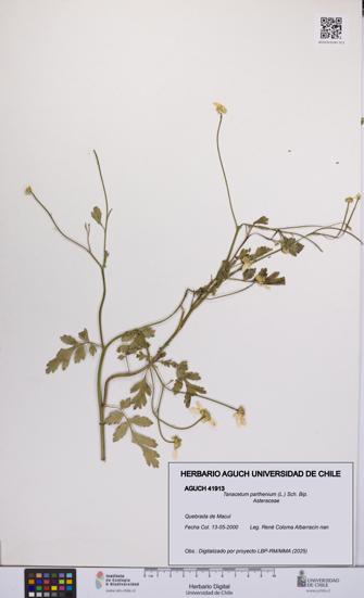Tanacetum parthenium [Espécimen: UCH:AGUCH:0041913]