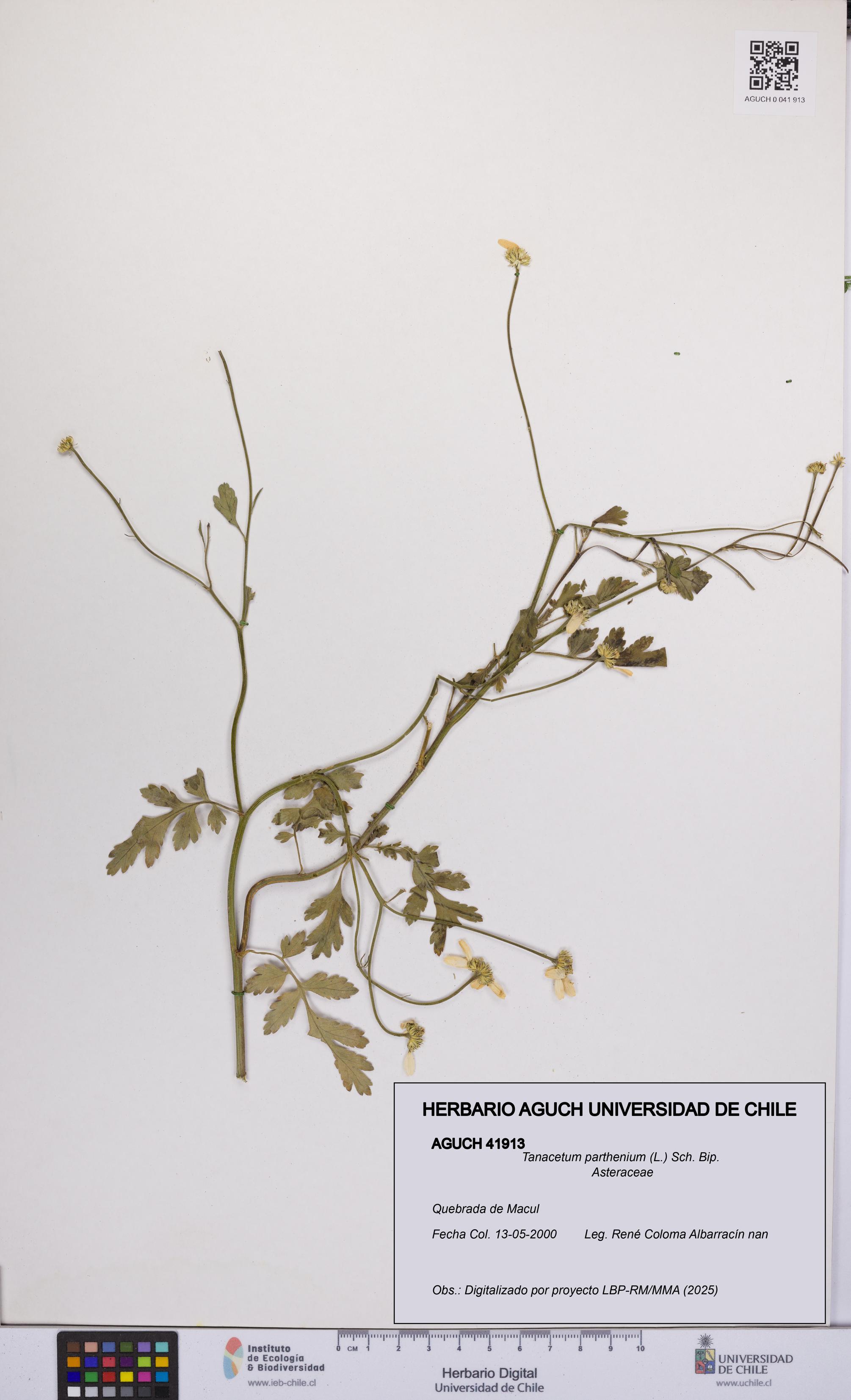 Tanacetum parthenium [Espécimen: UCH:AGUCH:0041913]