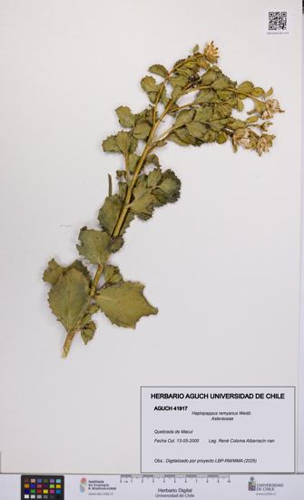 Haplopappus remyanus [Espécimen: UCH:AGUCH:0041917]