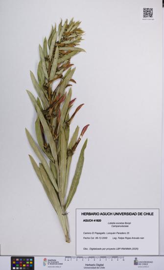 Lobelia excelsa [Espécimen: UCH:AGUCH:0041920]
