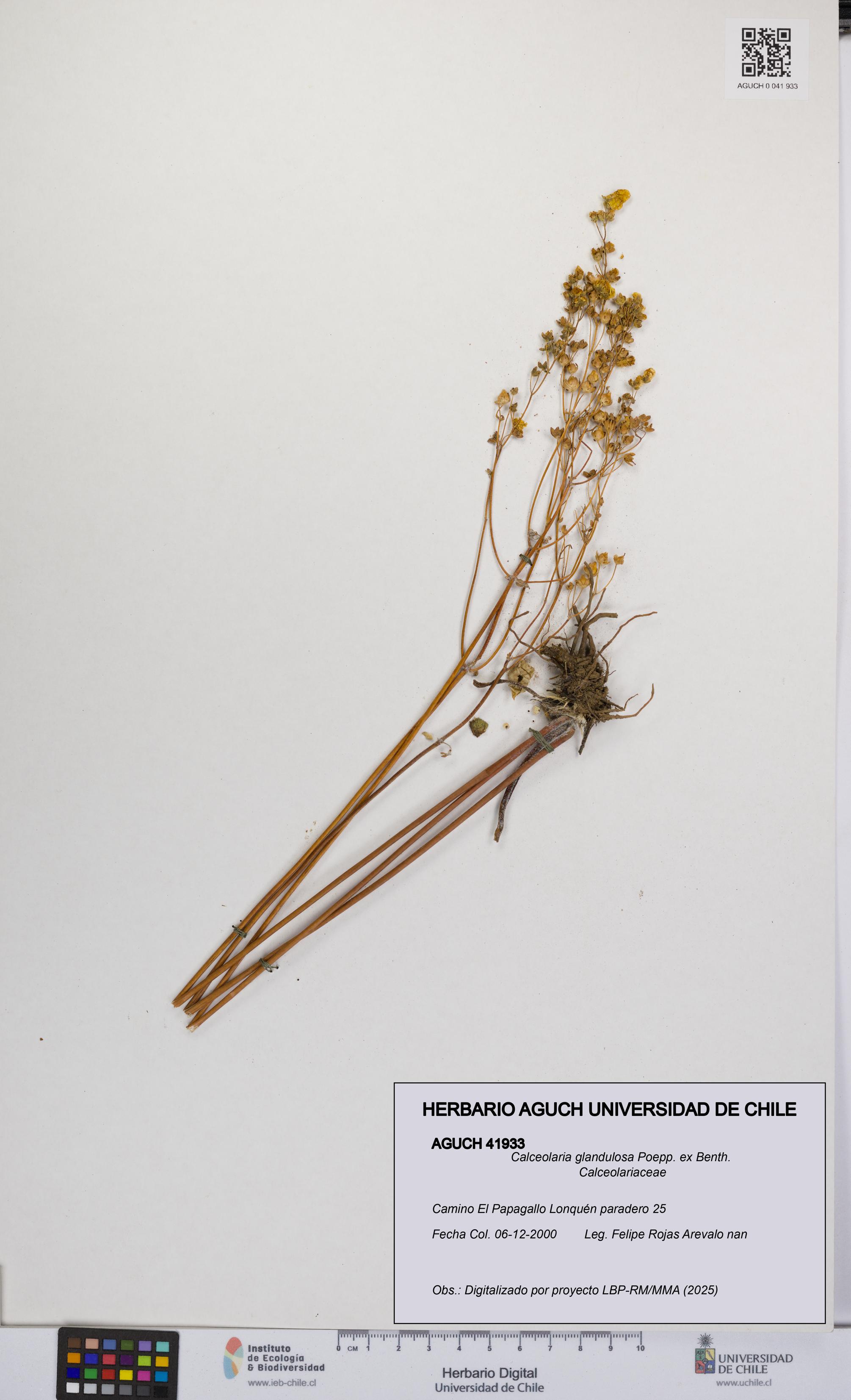 Calceolaria glandulosa [Espécimen: UCH:AGUCH:0041933]